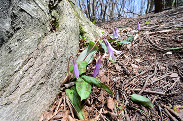 四国愛媛県四国中央市にある豊受山の花々、アケボノツツジとカタクリ