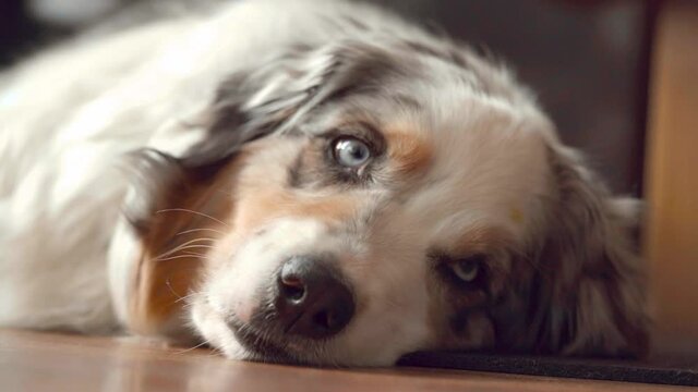 Adorable blue merle Australian Shepherd lying calm on the floor and falls asleep