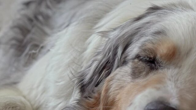 Adorable blue merle Australian Shepherd lying calm on the floor and falls asleep