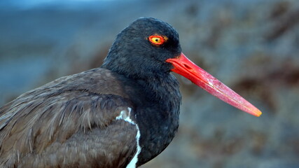 Close up of an American oystercatcher (Haematopus palliates) on lava rock in Puerto Egas, Santiago...