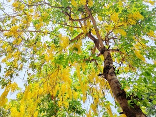 Fototapeta premium Soft Golden or Indian Laburnum or Pudding-pine Tree. The Ratchapruek or Coon is a tree native to South Asia. From Pakistan India Myanmar and Sri Lanka. Can be planted in both loamy soil Sandy loam L