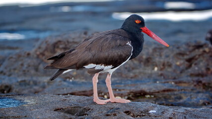 American oystercatcher (Haematopus palliates) on lava rock in Puerto Egas, Santiago Island,...
