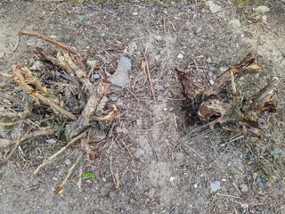 plants and bushes with cut branches top view