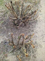 plants and bushes with cut branches top view