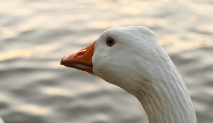 white goose portrait