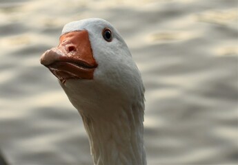 close up of a goose