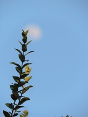 Tree branch at daylight moon
