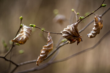 Old dry leaves and new buds on the branches of the tree