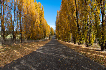 An empty road with yellow trees on the its side.