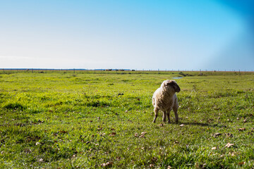 sheep in the field