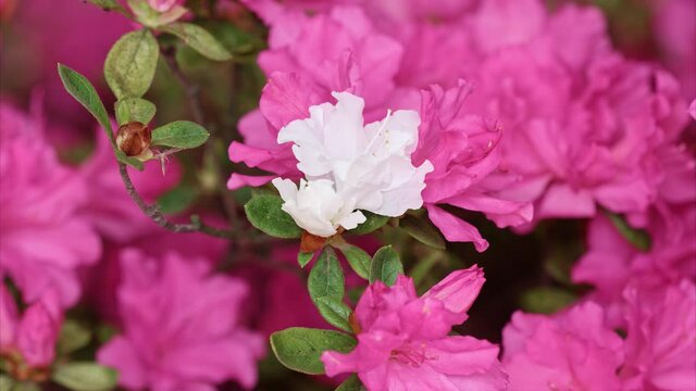 Time lapse footage of blooming white Rhododendron simsii Planch flowers(Indian Azale or Sims's Azalea) among pink flowers, 4k b roll footage.