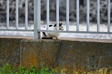 川岸の堤防の柵の向こう側で休んでいる白黒猫
