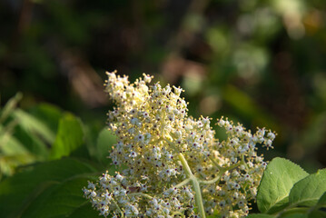 夏に鮮やかな赤い実をつける、セイヨウアカミニワトコの花