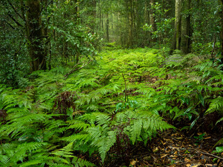 Lush Rainforest on Damp and Misty Day