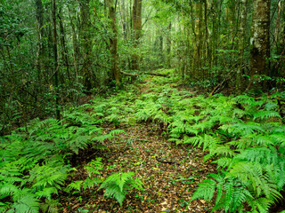 Lush Rainforest on Damp and Misty Day