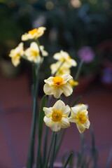 Bouquet of Narcissus, blooming spring bulb plant, evening light
