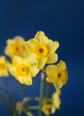 Bouquet of Narcissus, blooming spring bulb plant, evening light
