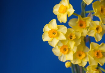 Bouquet of Narcissus, blooming spring bulb plant, evening light