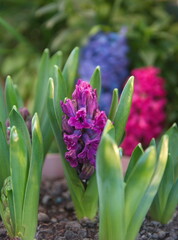 Purple, violet hyacinth, Hyacinthus orientalis - common, Dutch or garden hyacinth, growing spring flowers, spring garden