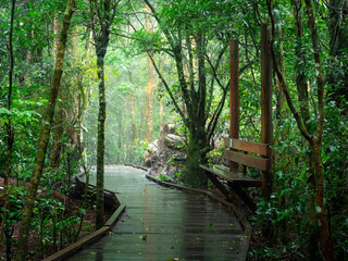 Path Through Rainforest with Bench Chair on a Wet Day