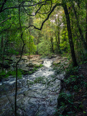 Vertical Shot of Rainforest Cascade