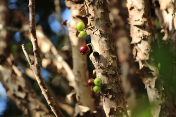 Exotic fruit of the jaboticaba growing on the tree trunk