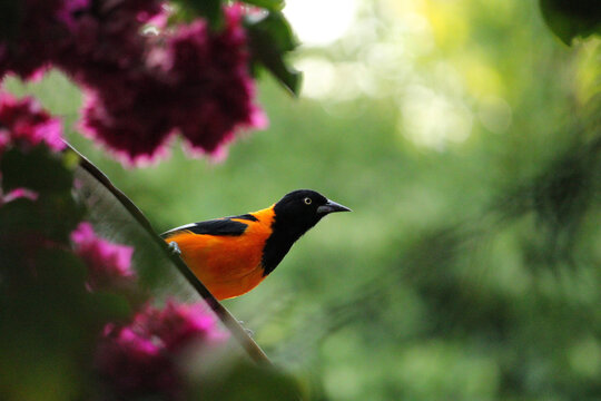Selective focus shot of a beautiful campo troupial bird perched on a branch