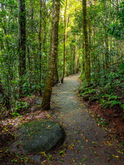 Track Through Rainforest on a Damp Misty Day