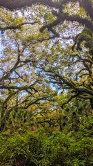 Tree Canopy at Long Key Park, Florida 