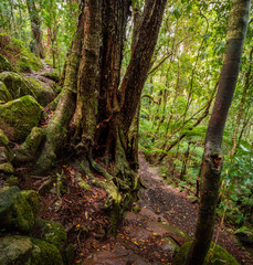 Track Through Rainforest on a Damp Misty Day