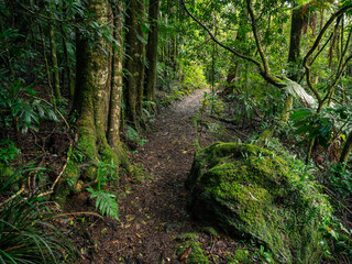 Obraz premium Track Through Rainforest on a Damp Misty Day