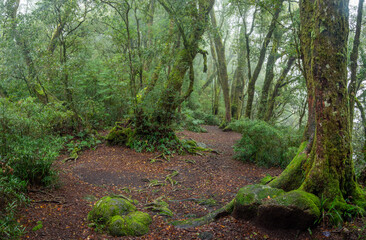 Clearing in Rainforest on a Damp Misty Day