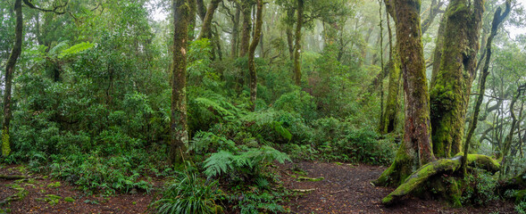 Fototapeta na wymiar Rainforest Panorama