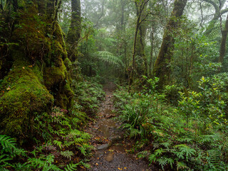 Track Through Rainforest on a Damp Misty Day