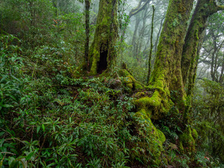 Rainforest Scene with Antarctic Beech Trees