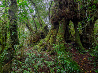 Rainforest Scene with Antarctic Beech Trees