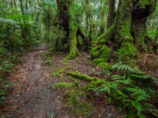 Fototapeta premium Clearing in Rainforest on a Damp Misty Day