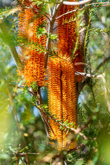 Banksia native Australian plant. The native flora and wildlife of Australia seen on a national park bushwalk in Sydney.