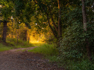 Forest Road with Golden Afternoon Light