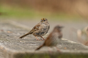 cute little sparrow resting on the wooden bench in the park on a cloudy day