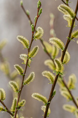 close up of the tiny spiky salix plants under the sun in the park