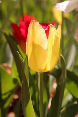 チューリップ 春 イエロー 綺麗 美しい 満開 ガーデン 黄色 花びら 花畑