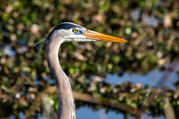 Cute great blue heron portrait standing in the swamp