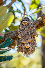 Banksia native Australian plant. The native flora and wildlife of Australia seen on a national park bushwalk in Sydney.