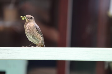 bird on a wire