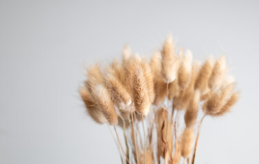 Dried ornamental grass decoration indoors. Natural interior deco texture or backdrop. Close up of...