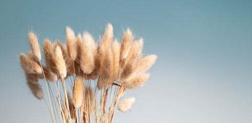 Dried ornamental grass bunch arrangement or bouquet. Natural deco texture or backdrop. Close up of light yellow Bunny tail grass or Lagurus ovatus. Soft blue gradient background. Selective focus.