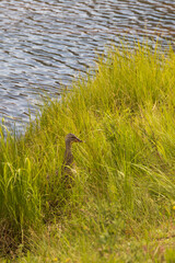 Duck sitting in long grass near lake