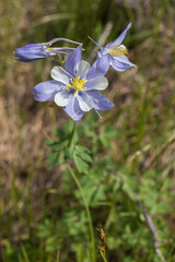 Blue Columbine Flowers Closeup
