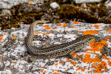 White's Skink basking on lichen covered rock